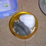 エサを食べる仔ハム