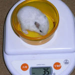 アイは体重減少