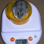 コーキは体重減少