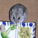 ブロッコリーを食べるコーキ