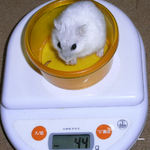 ましろは体重増加