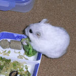 ブロッコリーを食べるましろ