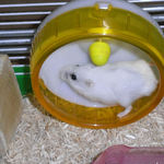 回し車を回すパール