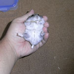 煮干で腹出し食いのコーキ