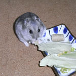 キャベツを食べるコーキ