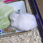 キャベツを食べるアイ