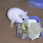 乾燥キャベツを食べるましろ