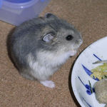 キャベツを食べるブルサファ