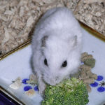 ブロッコリーを食べるアイ