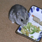 ブロッコリーを食べるコーキ