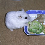 ブロッコリーを食べるましろ