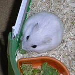 ブロッコリーを食べるパール