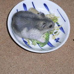 エサ皿に向かうブルサファ