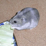 キャベツを食べるコーキ