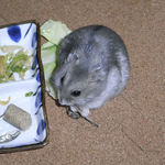 煮干を食べるコーキ