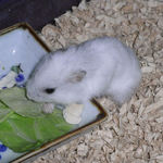 キャベツを食べるアイ