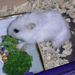 ブロッコリーを食べるアイ