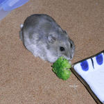 ブロッコリーを食べるコーキ