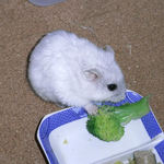 ブロッコリーを食べるましろ