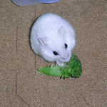 ブロッコリーを食べているパール