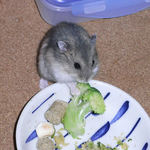 ブロッコリーを食べるブルサファ