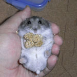 粟の穂で腹出し中のコーキ