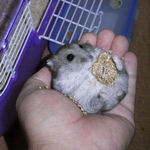 ほとんど置物です