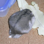 コーキはデカイ