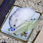 エサを食べるアイ