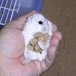 ましろも粟の穂で腹出し食い