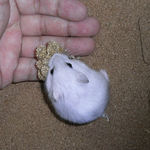 手の平の粟の穂を食べるパール