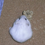 まだまだ粟の穂を食べています