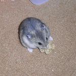 粟の穂を食べるブルサファ