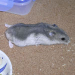 ほふく前進をするブルサファ