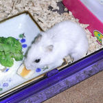 チーズを食べるアイ