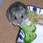 ブロッコリーを食べるコーキ