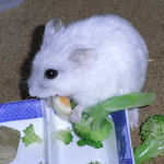 チーズを食べるましろ