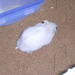 走り回るパール