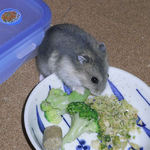 エサを食べるブルサファ