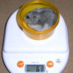 コーキも体重が増えました