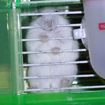 ケージカジカジするパール