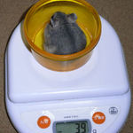 体重が増えました