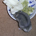 キャベツを食べているブルサファ