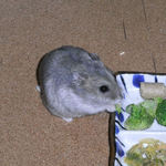 ブロッコリーを食べるコーキ