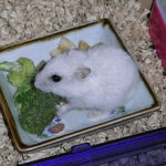 ブロッコリーを食べるアイ