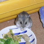 ブロッコリーを食べるコー太