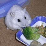 ブロッコリーを食べるましろ