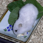 ちびっこクロワッサンを食べるアイです