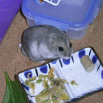 こちらを見ているコーキ