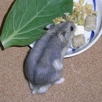 エサ皿に向かうコー太